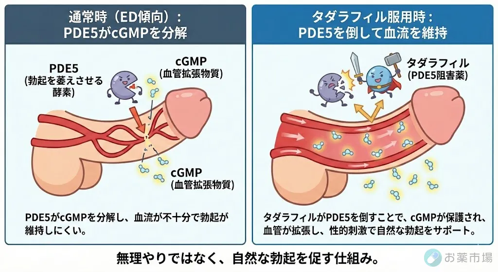 ED治療薬　有効成分タダラフィルの働き