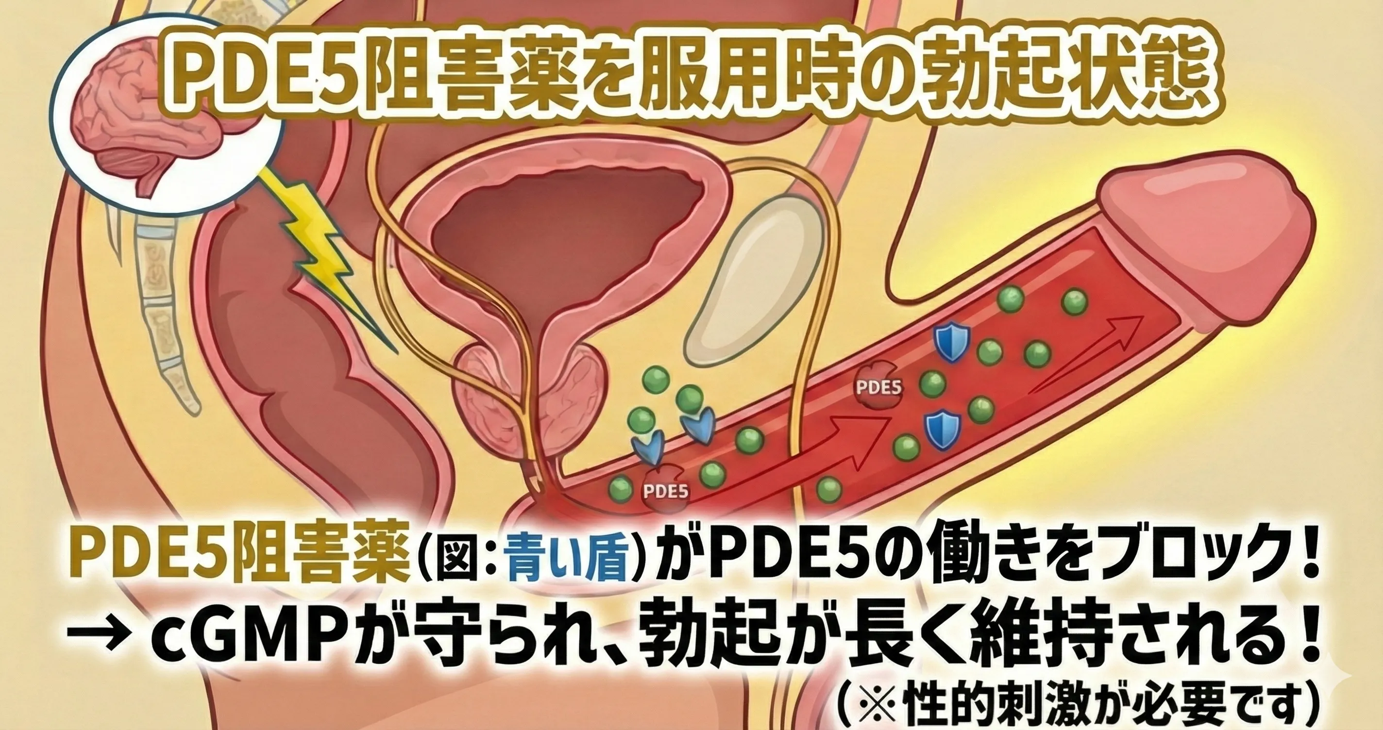 PDE阻害薬を使用時|お薬市場 PDE阻害薬を使用時|お薬市場