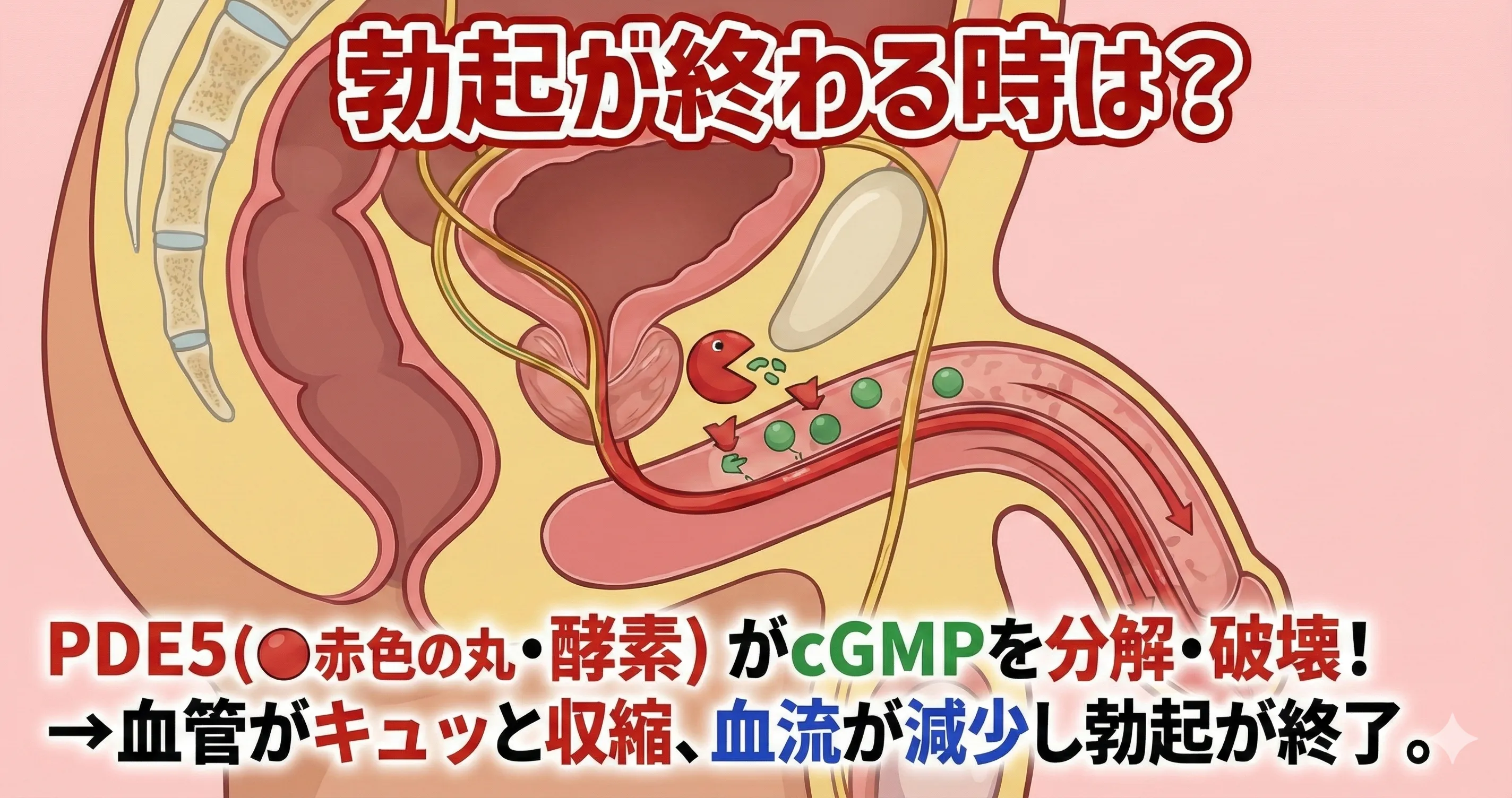 勃起終了のメカニズム|お薬市場 勃起終了のメカニズム|お薬市場