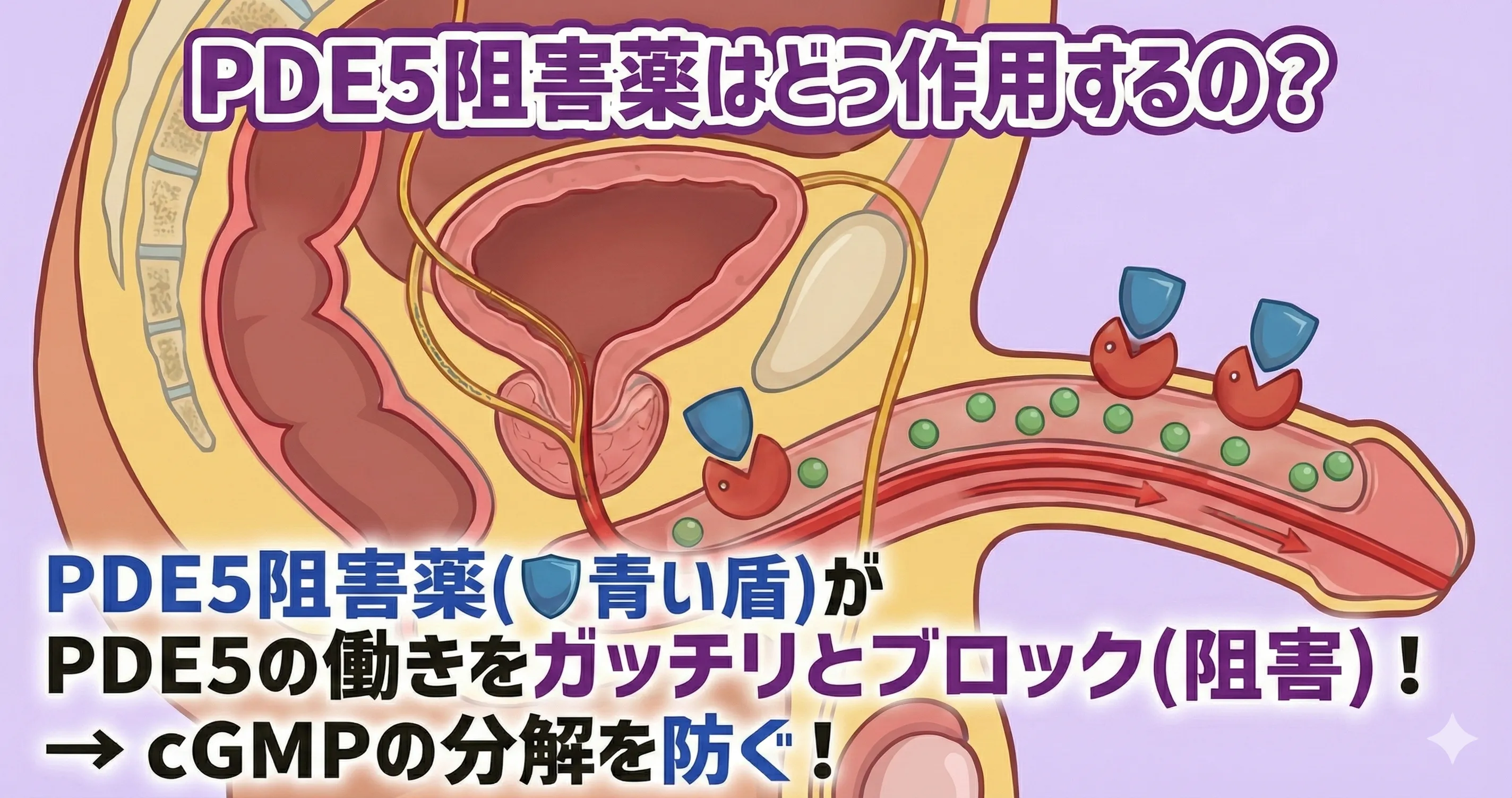 PDE5阻害薬のメカニズム|お薬市場 PDE5阻害薬のメカニズム|お薬市場
