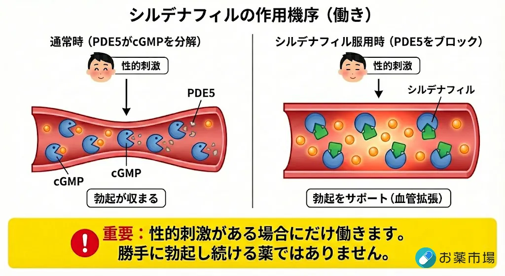 有効成分シルデナフィルの働き