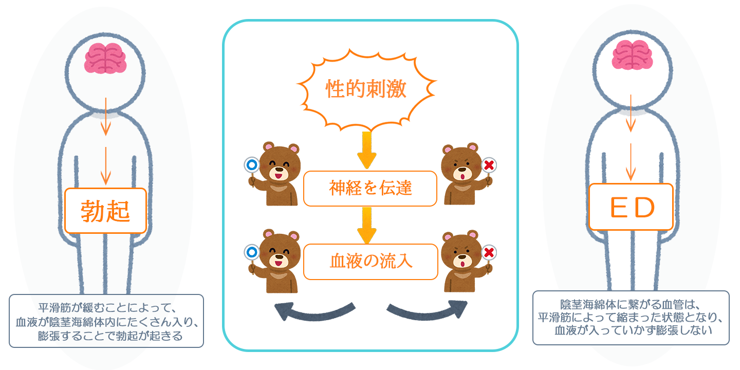 勃起の作用機序