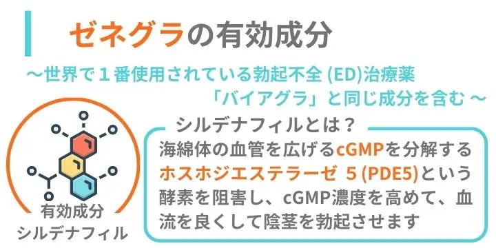 ゼネグラの有効成分